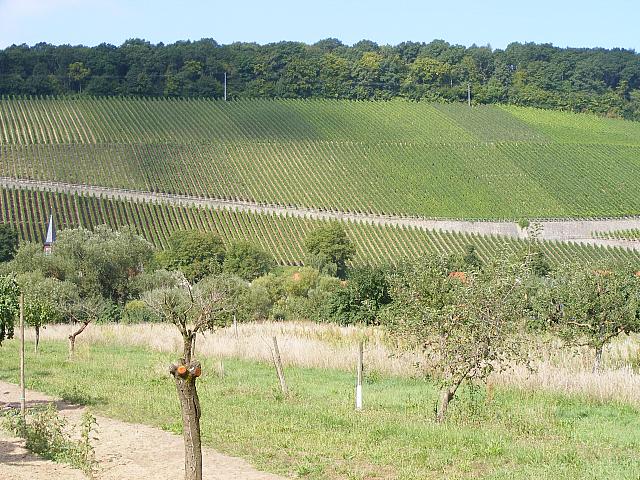 Weinberge und Pflaumenbäume.