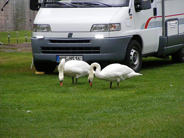 Schwäne auf Campingplatz