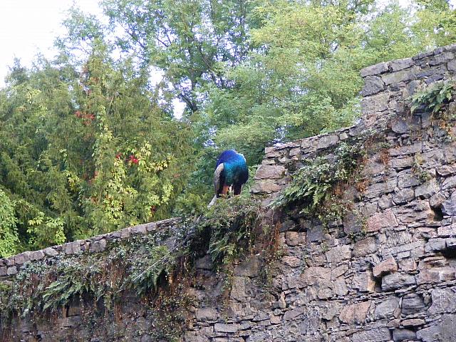 Pfau