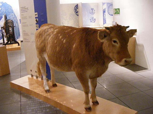 Geldmuseum: Kuh